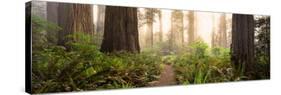 Redwood Trees in a Forest, Redwood National Park, California, USA-null-Stretched Canvas