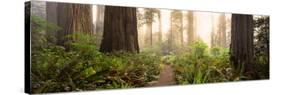 Redwood Trees in a Forest, Redwood National Park, California, USA-null-Stretched Canvas