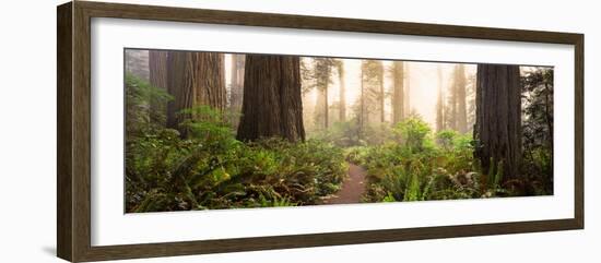 Redwood Trees in a Forest, Redwood National Park, California, USA-null-Framed Photographic Print