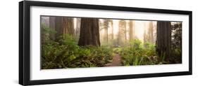 Redwood Trees in a Forest, Redwood National Park, California, USA-null-Framed Photographic Print