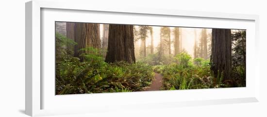 Redwood Trees in a Forest, Redwood National Park, California, USA-null-Framed Photographic Print