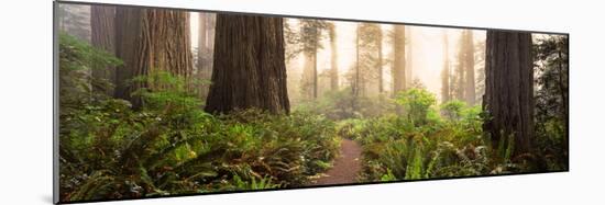 Redwood Trees in a Forest, Redwood National Park, California, USA-null-Mounted Photographic Print