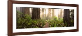 Redwood Trees in a Forest, Redwood National Park, California, USA-null-Framed Photographic Print