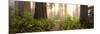 Redwood Trees in a Forest, Redwood National Park, California, USA-null-Mounted Photographic Print