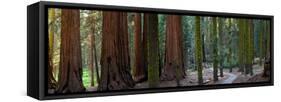 Redwood Trees in a Forest, Sequoia National Park, California, Usa-null-Framed Stretched Canvas