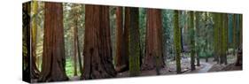 Redwood Trees in a Forest, Sequoia National Park, California, Usa-null-Stretched Canvas