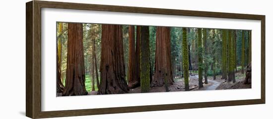 Redwood Trees in a Forest, Sequoia National Park, California, Usa-null-Framed Photographic Print