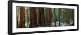 Redwood Trees in a Forest, Sequoia National Park, California, Usa-null-Framed Photographic Print