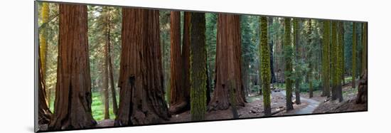 Redwood Trees in a Forest, Sequoia National Park, California, Usa-null-Mounted Photographic Print