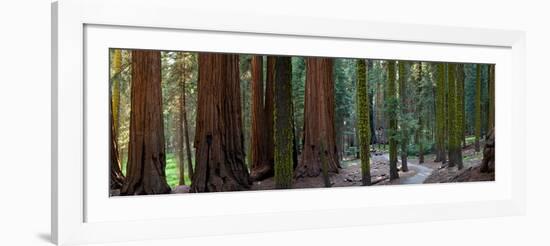 Redwood Trees in a Forest, Sequoia National Park, California, Usa-null-Framed Photographic Print