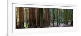 Redwood Trees in a Forest, Sequoia National Park, California, Usa-null-Framed Photographic Print