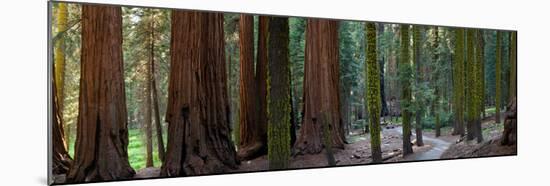 Redwood Trees in a Forest, Sequoia National Park, California, Usa-null-Mounted Photographic Print