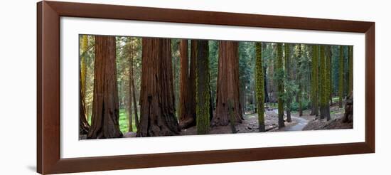 Redwood Trees in a Forest, Sequoia National Park, California, Usa-null-Framed Photographic Print