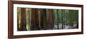 Redwood Trees in a Forest, Sequoia National Park, California, Usa-null-Framed Photographic Print