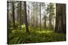 Redwood Trees in Morning Fog with Sunrays-Terry Eggers-Stretched Canvas