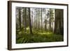 Redwood Trees in Morning Fog with Sunrays-Terry Eggers-Framed Premium Photographic Print