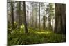 Redwood Trees in Morning Fog with Sunrays-Terry Eggers-Mounted Premium Photographic Print