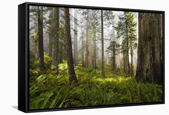 Redwood Trees in Morning Fog with Sunrays-Terry Eggers-Framed Stretched Canvas