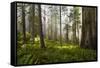 Redwood Trees in Morning Fog with Sunrays-Terry Eggers-Framed Stretched Canvas