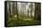 Redwood Trees in Morning Fog with Sunrays-Terry Eggers-Framed Stretched Canvas