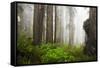 Redwood Trees in Morning Fog with Sunrays-Terry Eggers-Framed Stretched Canvas