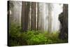 Redwood Trees in Morning Fog with Sunrays-Terry Eggers-Stretched Canvas