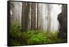 Redwood Trees in Morning Fog with Sunrays-Terry Eggers-Framed Stretched Canvas