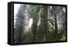 Redwood Trees in Morning Fog with Sunrays-Terry Eggers-Framed Stretched Canvas