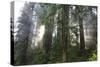 Redwood Trees in Morning Fog with Sunrays-Terry Eggers-Stretched Canvas