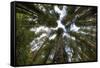 Redwood Trees in Morning Fog with Sunrays-Terry Eggers-Framed Stretched Canvas