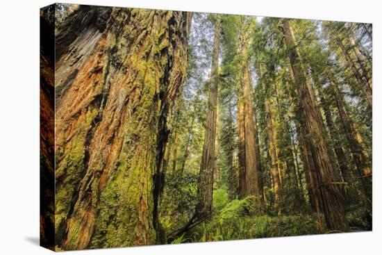 Redwood Trees in Morning Fog with Sunrays-Terry Eggers-Stretched Canvas