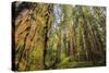 Redwood Trees in Morning Fog with Sunrays-Terry Eggers-Stretched Canvas