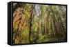 Redwood Trees in Morning Fog with Sunrays-Terry Eggers-Framed Stretched Canvas