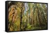 Redwood Trees in Morning Fog with Sunrays-Terry Eggers-Framed Stretched Canvas