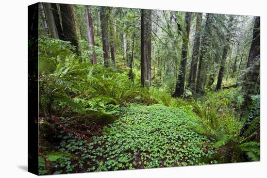 Redwood Trees in Morning Fog with Sunrays-Terry Eggers-Stretched Canvas