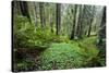 Redwood Trees in Morning Fog with Sunrays-Terry Eggers-Stretched Canvas