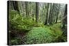 Redwood Trees in Morning Fog with Sunrays-Terry Eggers-Stretched Canvas