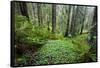 Redwood Trees in Morning Fog with Sunrays-Terry Eggers-Framed Stretched Canvas