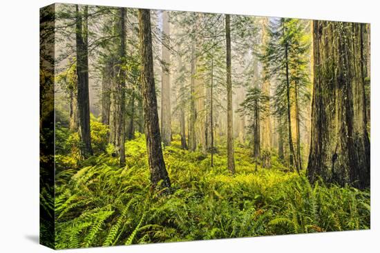 Redwood Trees in Morning Fog with Sunrays-Terry Eggers-Stretched Canvas