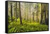 Redwood Trees in Morning Fog with Sunrays-Terry Eggers-Framed Stretched Canvas