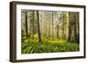 Redwood Trees in Morning Fog with Sunrays-Terry Eggers-Framed Photographic Print