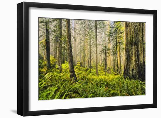 Redwood Trees in Morning Fog with Sunrays-Terry Eggers-Framed Photographic Print