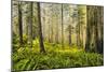 Redwood Trees in Morning Fog with Sunrays-Terry Eggers-Mounted Photographic Print