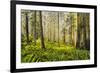 Redwood Trees in Morning Fog with Sunrays-Terry Eggers-Framed Photographic Print