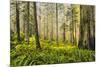 Redwood Trees in Morning Fog with Sunrays-Terry Eggers-Mounted Photographic Print