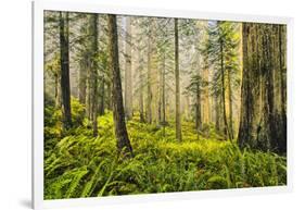 Redwood Trees in Morning Fog with Sunrays-Terry Eggers-Framed Photographic Print