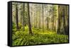 Redwood Trees in Morning Fog with Sunrays-Terry Eggers-Framed Stretched Canvas