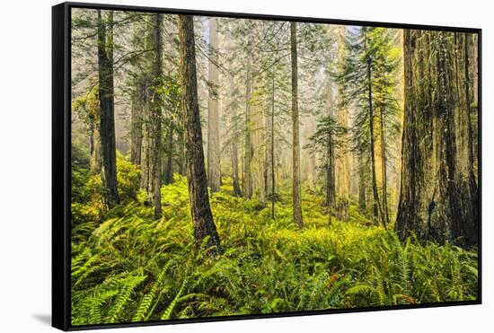 Redwood Trees in Morning Fog with Sunrays-Terry Eggers-Framed Stretched Canvas