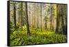 Redwood Trees in Morning Fog with Sunrays-Terry Eggers-Framed Stretched Canvas