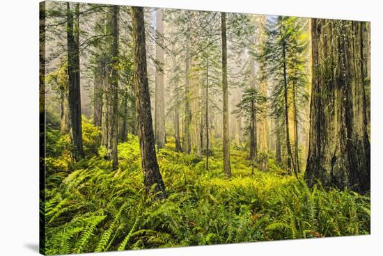 Redwood Trees in Morning Fog with Sunrays-Terry Eggers-Stretched Canvas